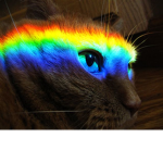 M's Rainbow Cat Clan