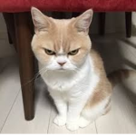 Catz lov