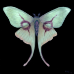 Silkworm - ⊹