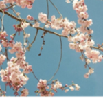 Blossoms place