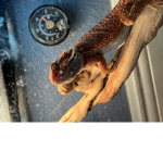 lizards are cool