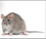 A rat kingdom