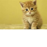 Kittens Only