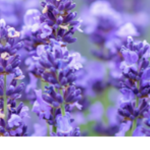 Ａｅｓｔｈｅｔｉｃ ｖ ｌａｖｅｎｄｅｒ