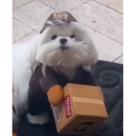 DustyHotDogSquad