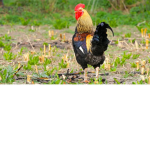 Chikn