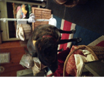 puppy's group of us