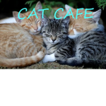 Luna the cat's Cafe