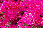Magenta Flowers