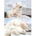 Lous little bear cubs