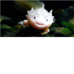 Axolotl's Smile
