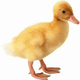 (New) Duck Land (UPDATE)