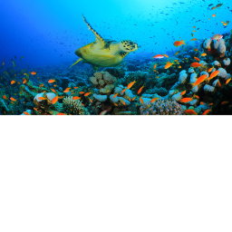 Under Da Sea