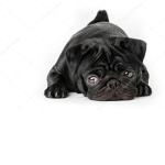 Black Pugs!!