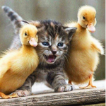 Animal Friends United