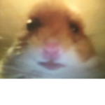 Staring Hamster
