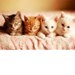 kitties and Flowers ^-^