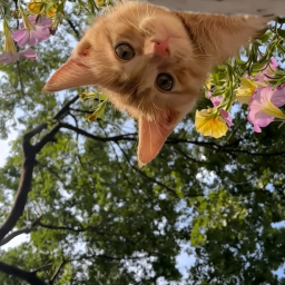 🐾