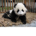 PandaTeamPL
