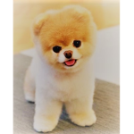 I like smol dogs