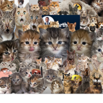 Normal Cat Fan Club