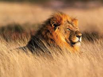 LIONSS FC