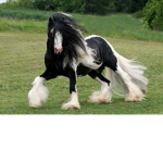 Ellas horse group