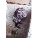 RATATOUILLE 1