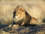 Simba Allan