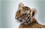 tigers are the best!!!