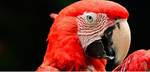 Slendytubbys 3