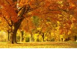 XAutumnX Army