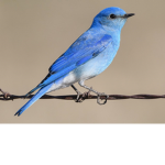 blue birds from Canada!