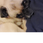 Parkers_pugs