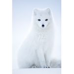 ** Arctic Galaxy **
