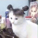 miow