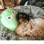 ...cute...pups..