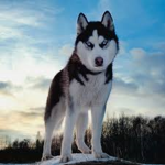 Arctic Husky Patrol