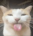 silly cat group :b