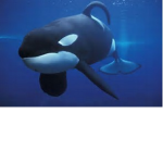 Seaworld21