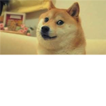 Doge :DDDDDDDDD