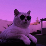F̸r̸i̸e̸n̸d̸s_stuf