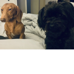 Royal Doggys Fun In Sun Group