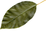 EliotLeaf Fan Page