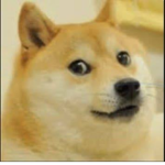 Doge team ja
