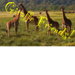 Giraffe Friends!