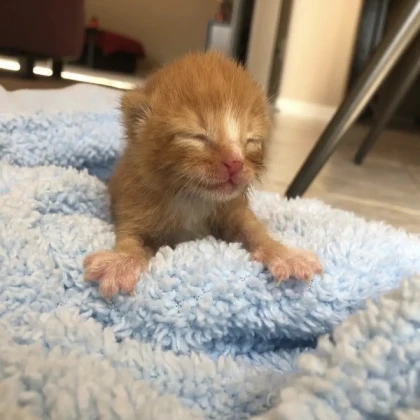 sleepy cat