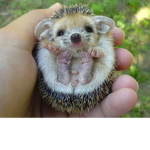 Cutie animal group
