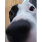 Daphne the doggo