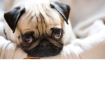 supreme pugs